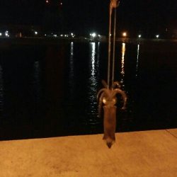 ヒイカエギング