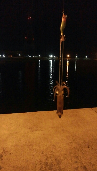 ヒイカエギング