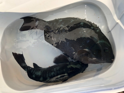 須江崎地磯釣行