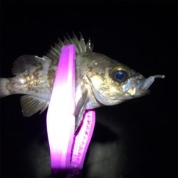 泉南メバリング