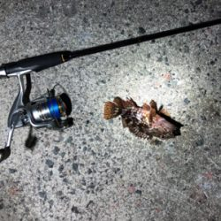 早朝ロックフィッシュ