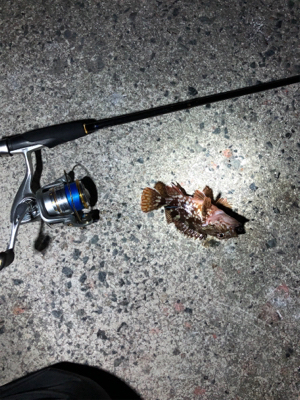 早朝ロックフィッシュ