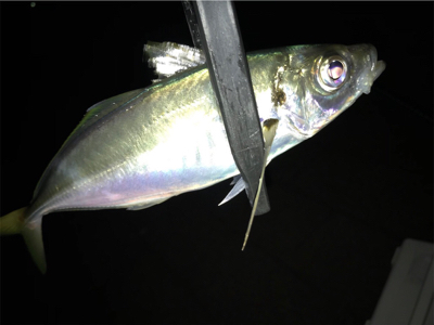 釣果は上向き？