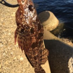 夕方ガシリングへ