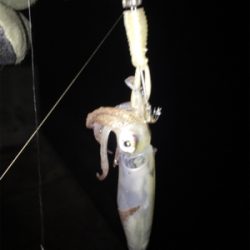 飽きもせずヒイカ狙い