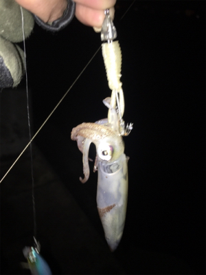 飽きもせずヒイカ狙い