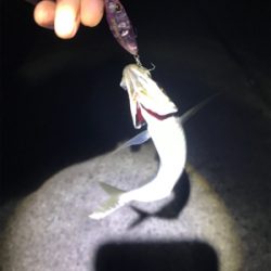 無限シーバス＆アジ！？