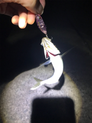 無限シーバス＆アジ！？