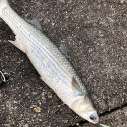 初釣りはまさかの…