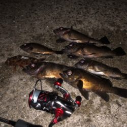 メバルプラッキング