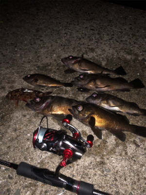 メバルプラッキング