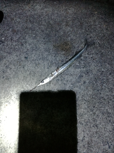 タチ終わりかな