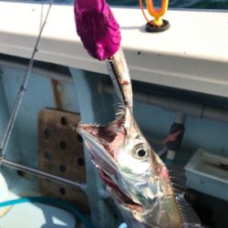 太刀魚テンヤ  洲本沖