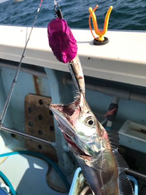 太刀魚テンヤ  洲本沖