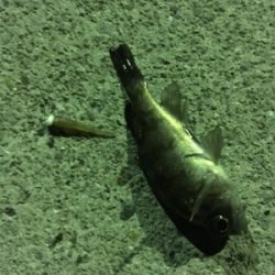 小メバルばかり