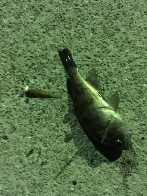 小メバルばかり