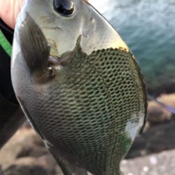 まったり堤防フカセ♪