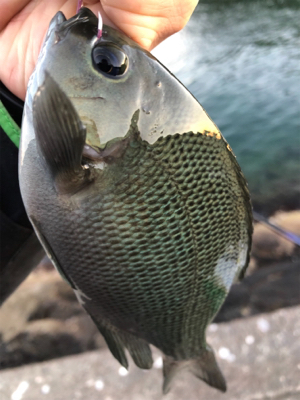 まったり堤防フカセ♪