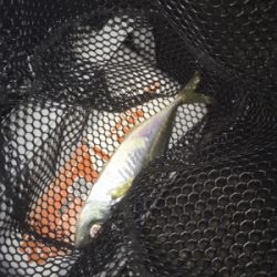 マスビートブチ曲がり