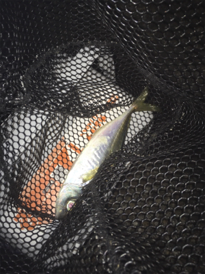 マスビートブチ曲がり