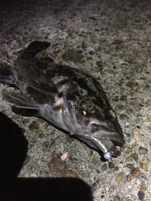 ド干潮でもナイスフィッシング