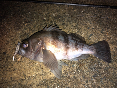 意外と良型が！