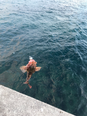 早朝ガシリング