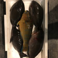 四国遠征釣行フカセデビュー