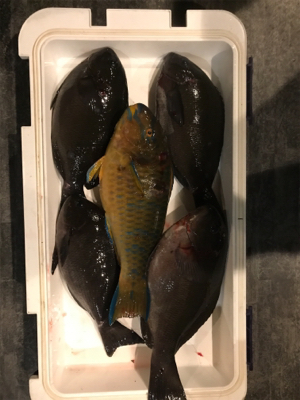 四国遠征釣行フカセデビュー