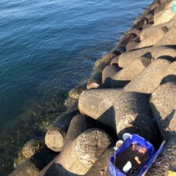 フカセ釣りでチヌ