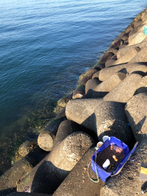 フカセ釣りでチヌ