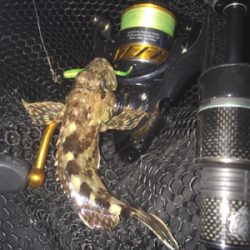 今日もマスビートブチ曲がり