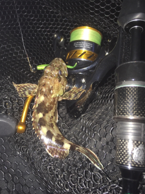 今日もマスビートブチ曲がり