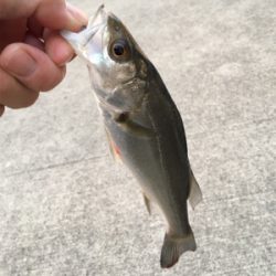 朝からライトゲーム