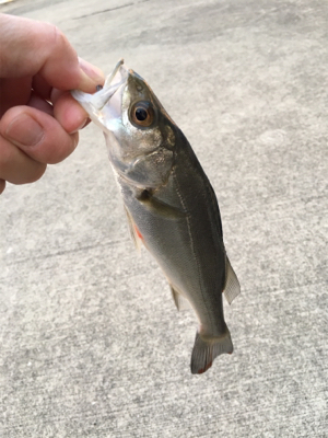 朝からライトゲーム