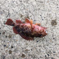 ロックフィッシュは裏切らない