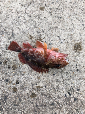 ロックフィッシュは裏切らない