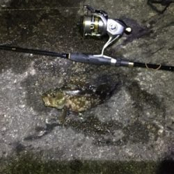 嵐の後のガシラ