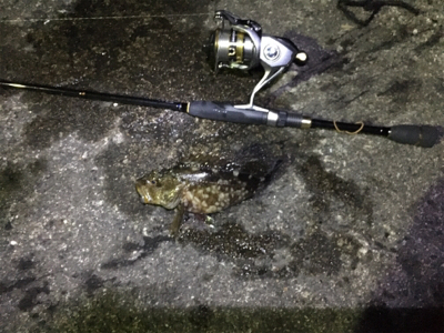 嵐の後のガシラ