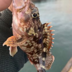 癒しのガッシー