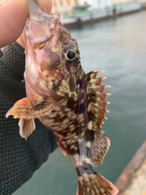 癒しのガッシー