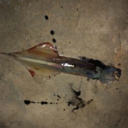 ヤリイカ入れ食い