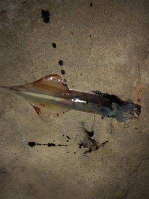 ヤリイカ入れ食い