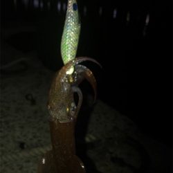 久しぶりにヒイカGET!