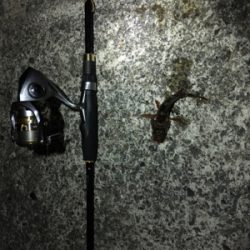 ナイトガシリング