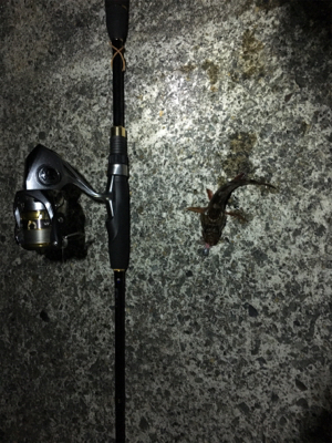 ナイトガシリング