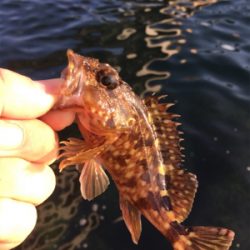 ガシリング釣行