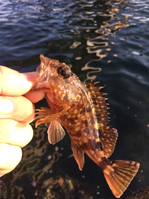 ガシリング釣行