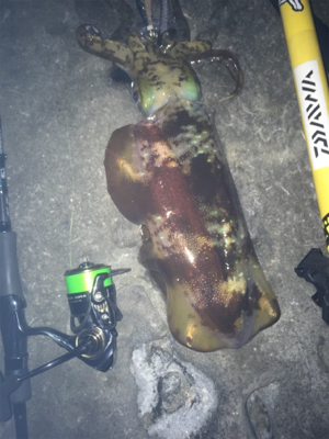 干潮からの上げ狙いで！