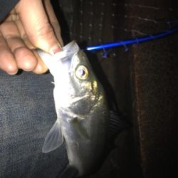 なんとかゲット!二夜連続釣行